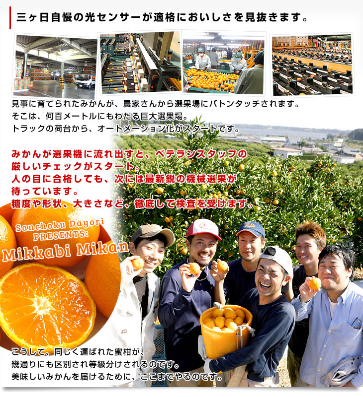 静岡県より産地直送 JAみっかび 三ケ日みかん (青島種) 3Lサイズ 7キロ