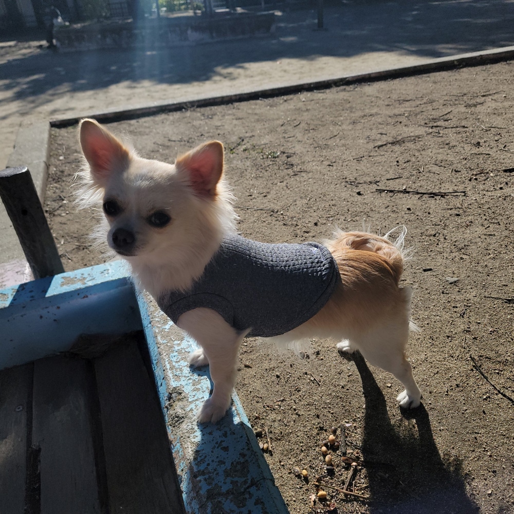 ミズノ公式オンライン限定／吸湿発熱】ブレスサーモドッグウエア（犬服