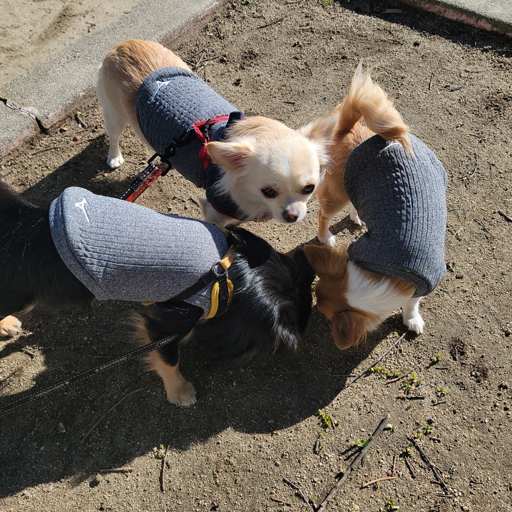 ミズノ公式オンライン限定／吸湿発熱】ブレスサーモドッグウエア（犬服