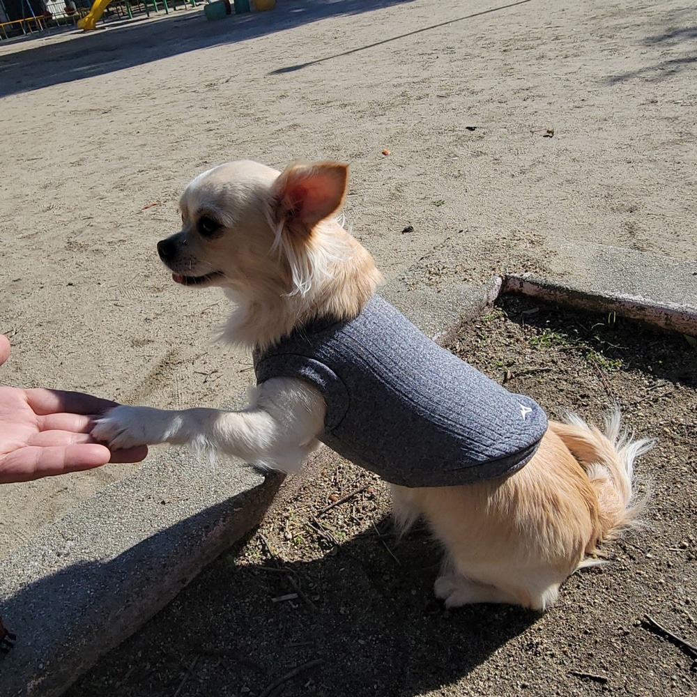 ミズノ公式オンライン限定／吸湿発熱】ブレスサーモドッグウエア（犬服