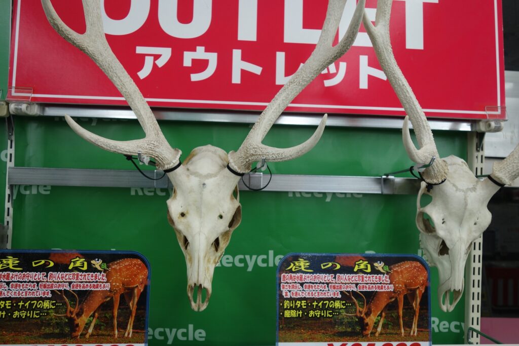 鹿の角 ✨鹿の角✨