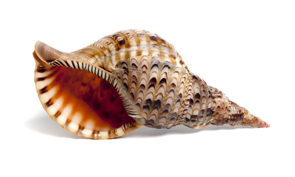 ホラガイ | 貝の図鑑 法螺貝 ホラ貝 貝殻 約35cm クリーム色と茶色の