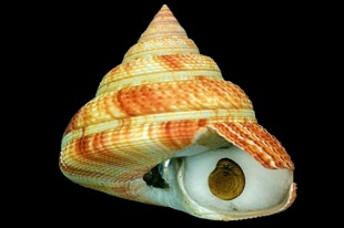 高評価レビュー オキナエビスガイ 貝の図鑑 | 標本用品 - 標本用品