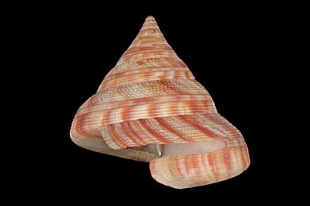 ベニオキナエビス | 貝の図鑑