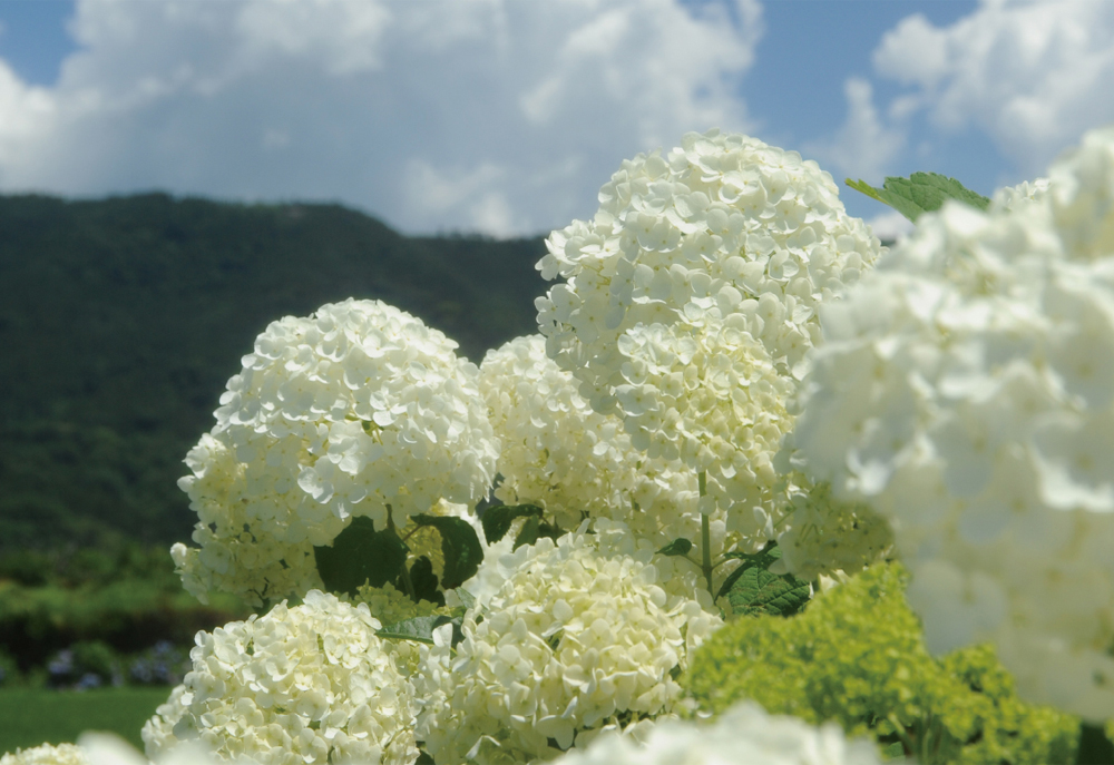 アナベル – 開成町あじさいまつり実行委員会公式ホームページ 水田を