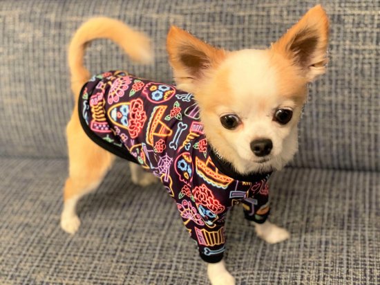 OFRENDA – kentii［ケンティー］公式通販サイト｜アスレティックドッグ