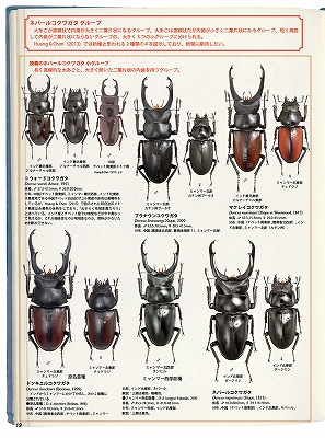 ビークワ54号（BE・KUWA） 世界のコクワガタ大特集!!