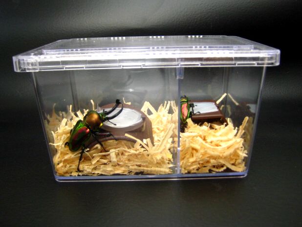 クリアスライダー ラージ 20個セット（中古・仕切り付き）2