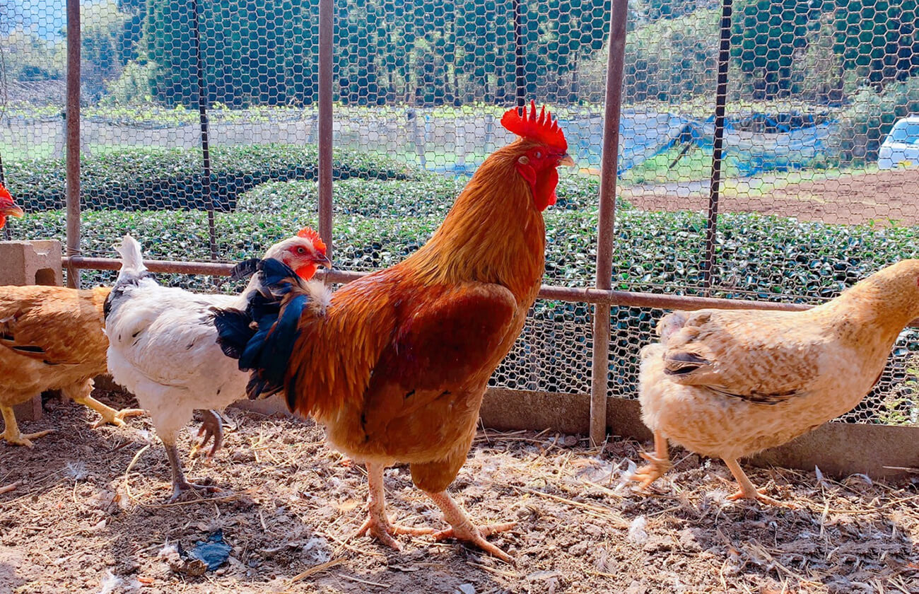 ちっごコチ鳥 むね肉（福岡県産）200g【冷凍】 - 自然派きくち村