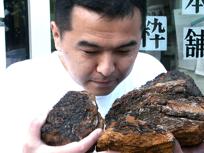 カバノアナタケ茶 塊(原体)300g | 吉粋(きっすい) 北海道から全国へ