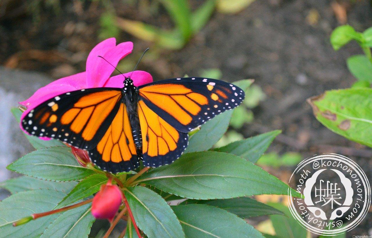 オオカバマダラ - 胡蝶の杜