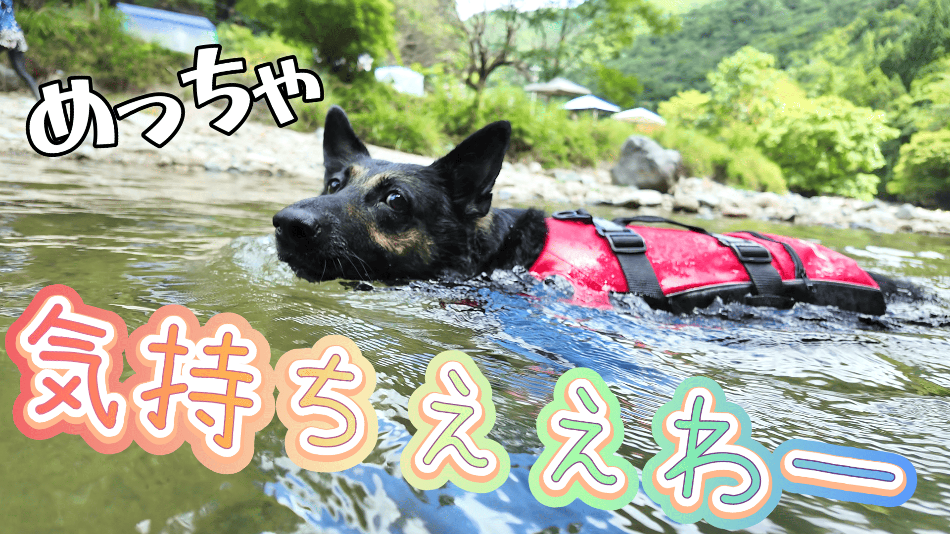 犬ファースト”な道の駅で泳いだら、愛犬の犬かきスキルが爆上がりしま