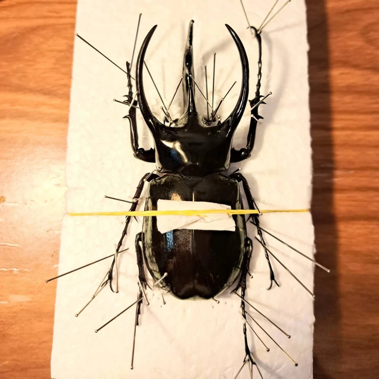 コーカサスオオカブト 3点セット 昆虫標本 カブトムシ歴20年】カインズ