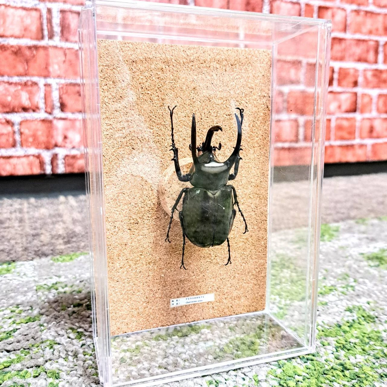 未知の美しさがここに。昆虫標本の新しい世界をご堪能ください。