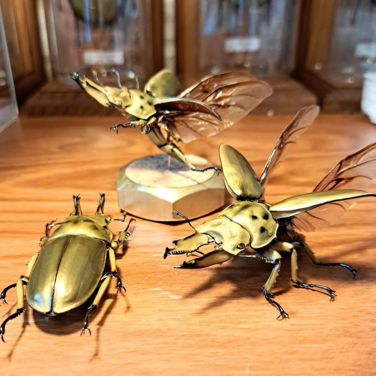 昆虫標本 【公式通販】