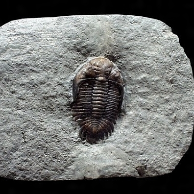 特大￼w 35㎝4kg 三葉虫化石￼ 古生代の重要な示準化石￼