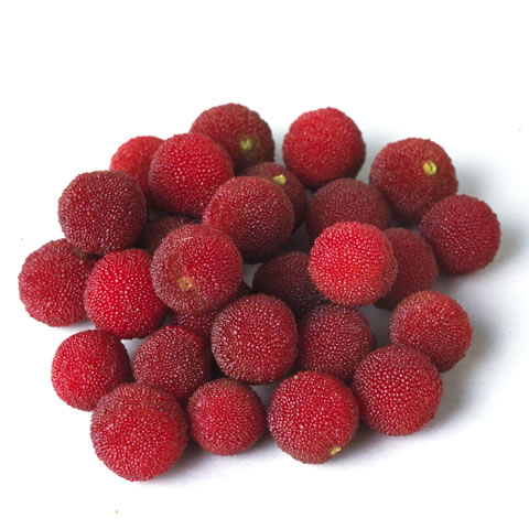 山桃(ヤマモモ)とは？ 意味や使い方 - コトバンク