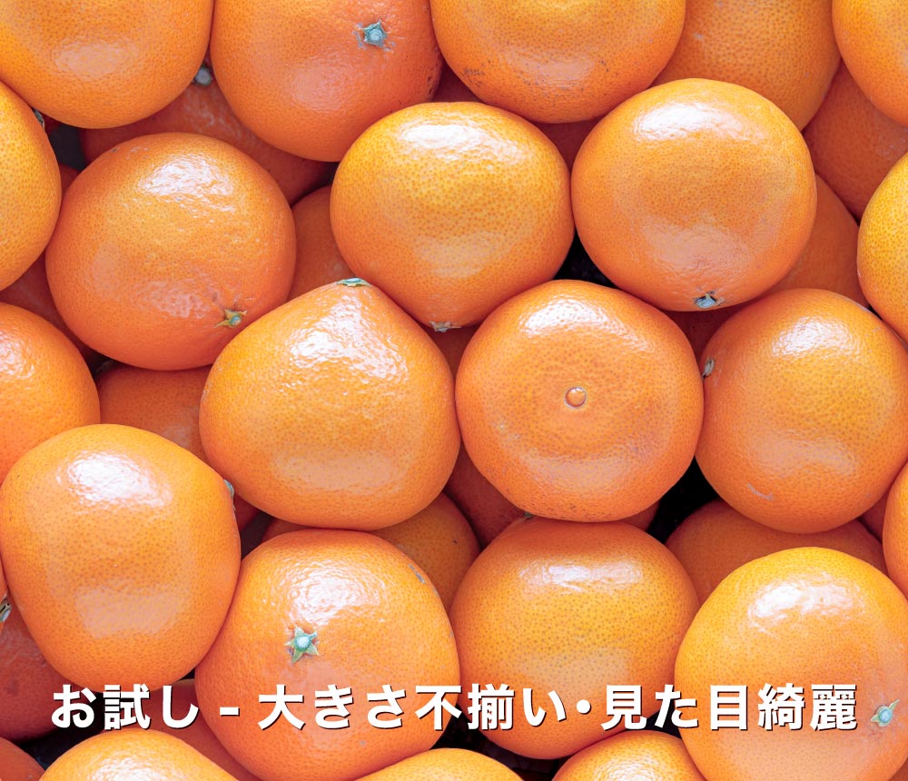 期待の新品種『愛媛プリンセス』を愛媛西宇和地方より産地直送