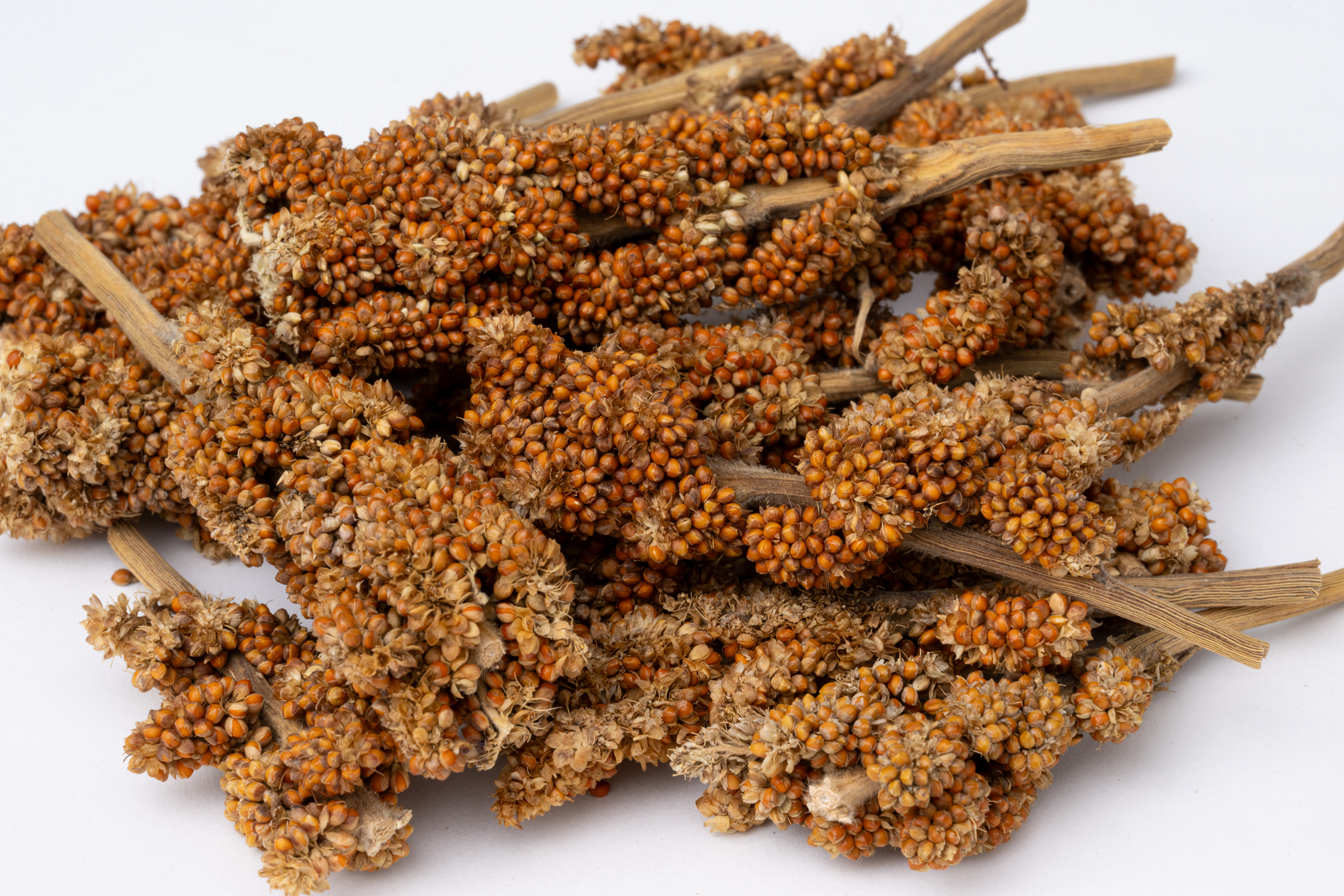 製品詳細ページ | 黒瀬ペットフード