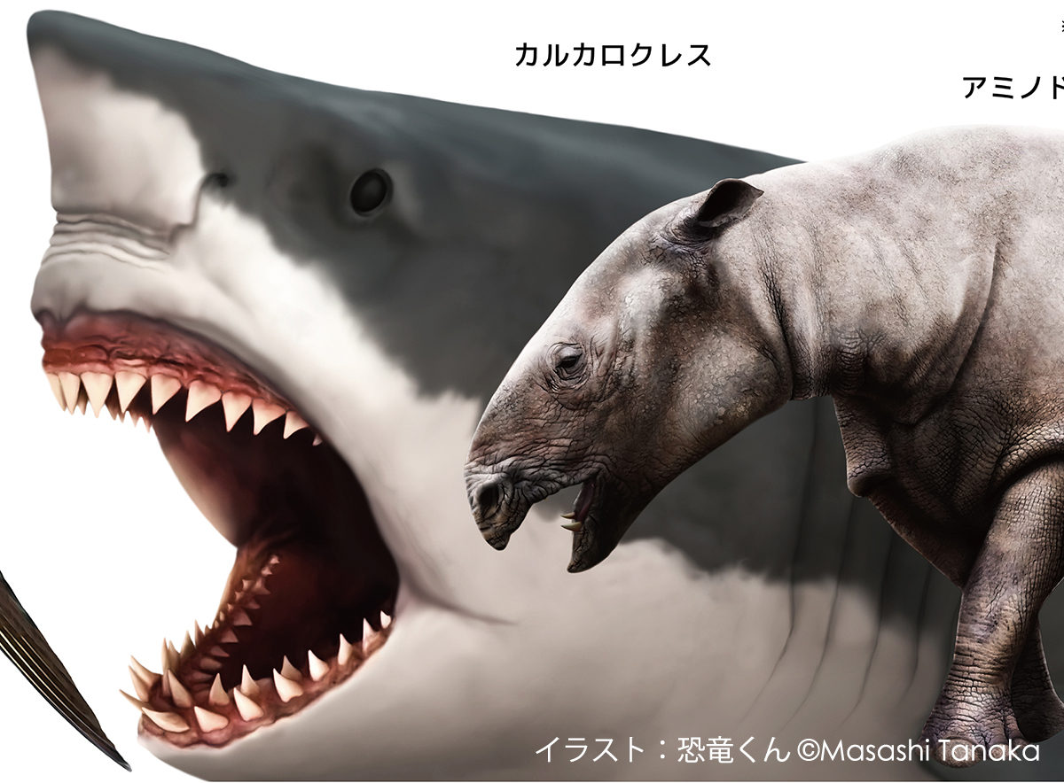 とても美しいなオトドゥス アングスティデンスの歯の化石 OT1201