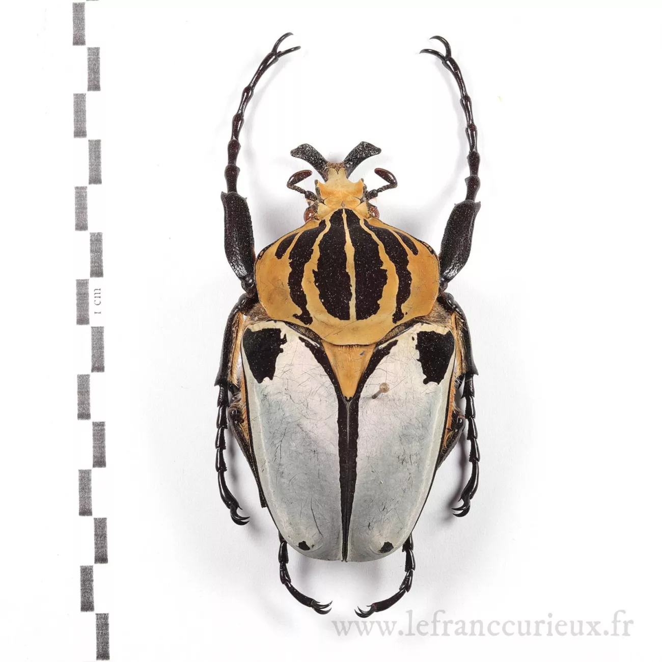 Goliatus cacicus - mâle - 83mm (réf. LFC03811)