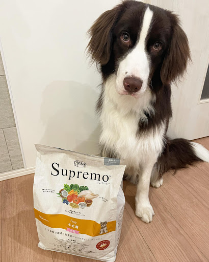 Nutro Supremo 小型犬用 ドライフード 6kg 【公式通販】