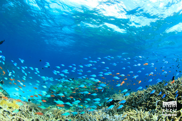 日本一のサンゴの海から みんなの想いでサンゴを育てる 〈3935