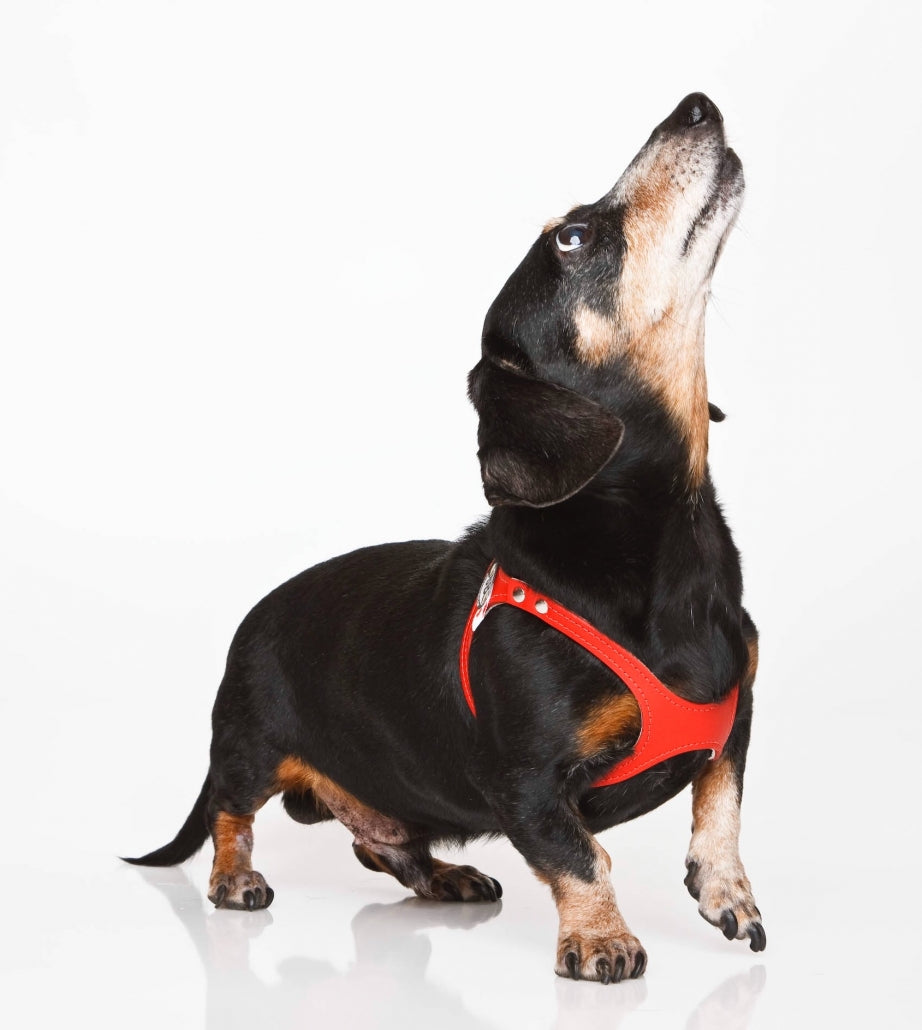 Buddy Belt Premium Leather Harness | Little Chief & Co.