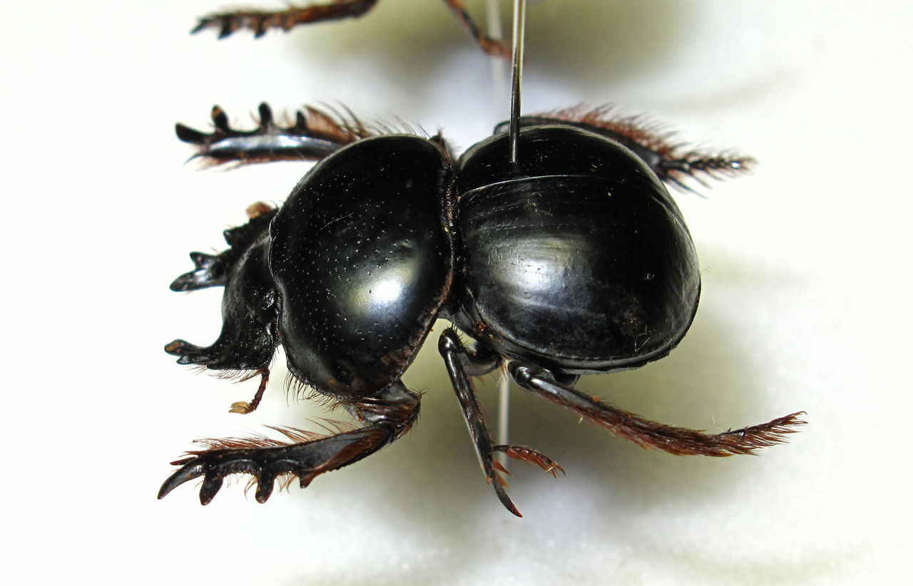 糞虫界の最高峰、Pachysoma を大公開！ : むしむしブログ