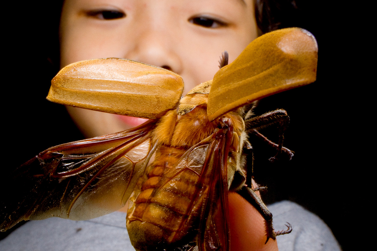 HIDを使ったライトトラップ : ありんこ日記 AntRoom