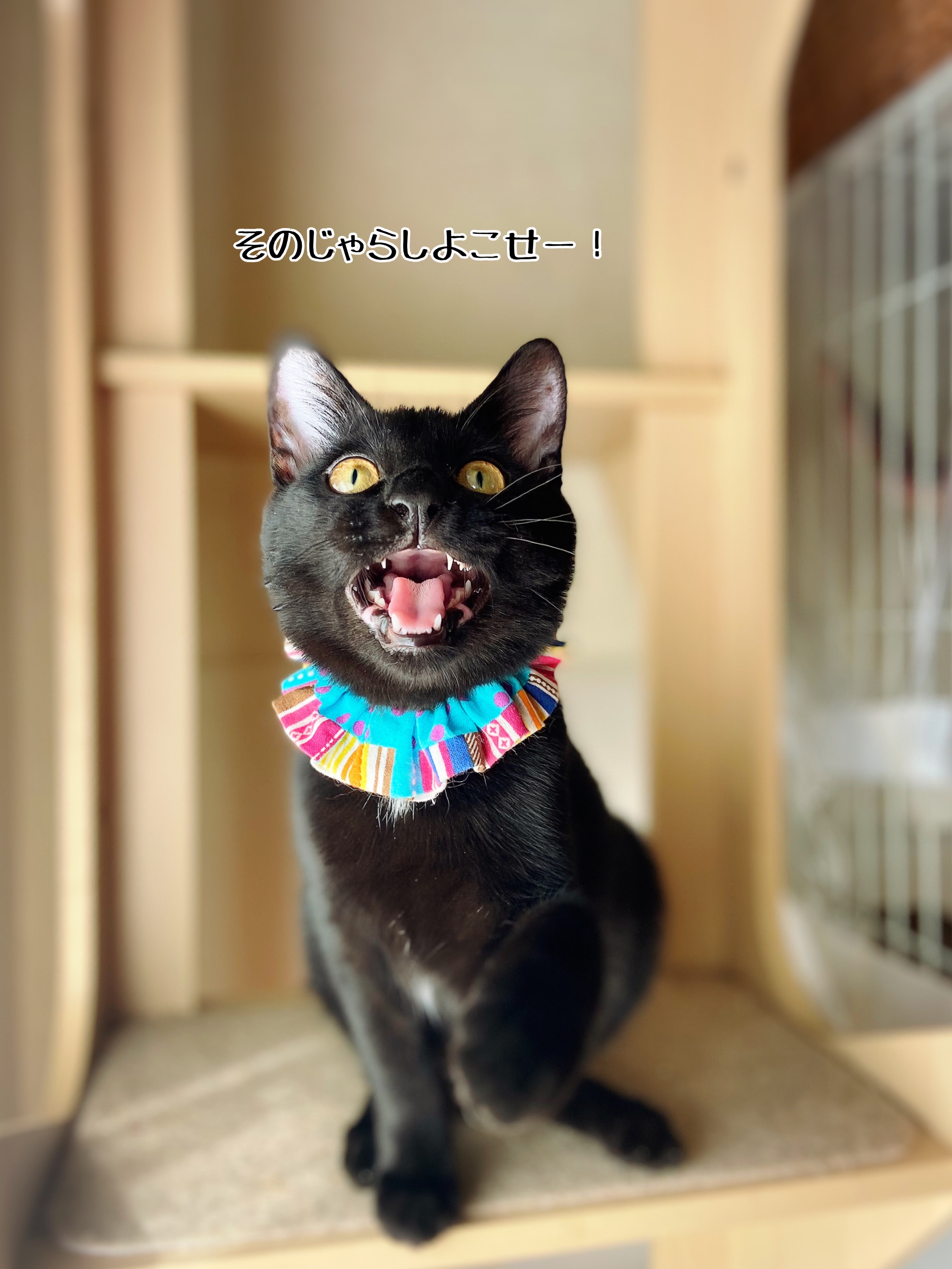 本日は視察なり。と子猫歩行器試作品の作り方 : 猫とお酒と日々のこと