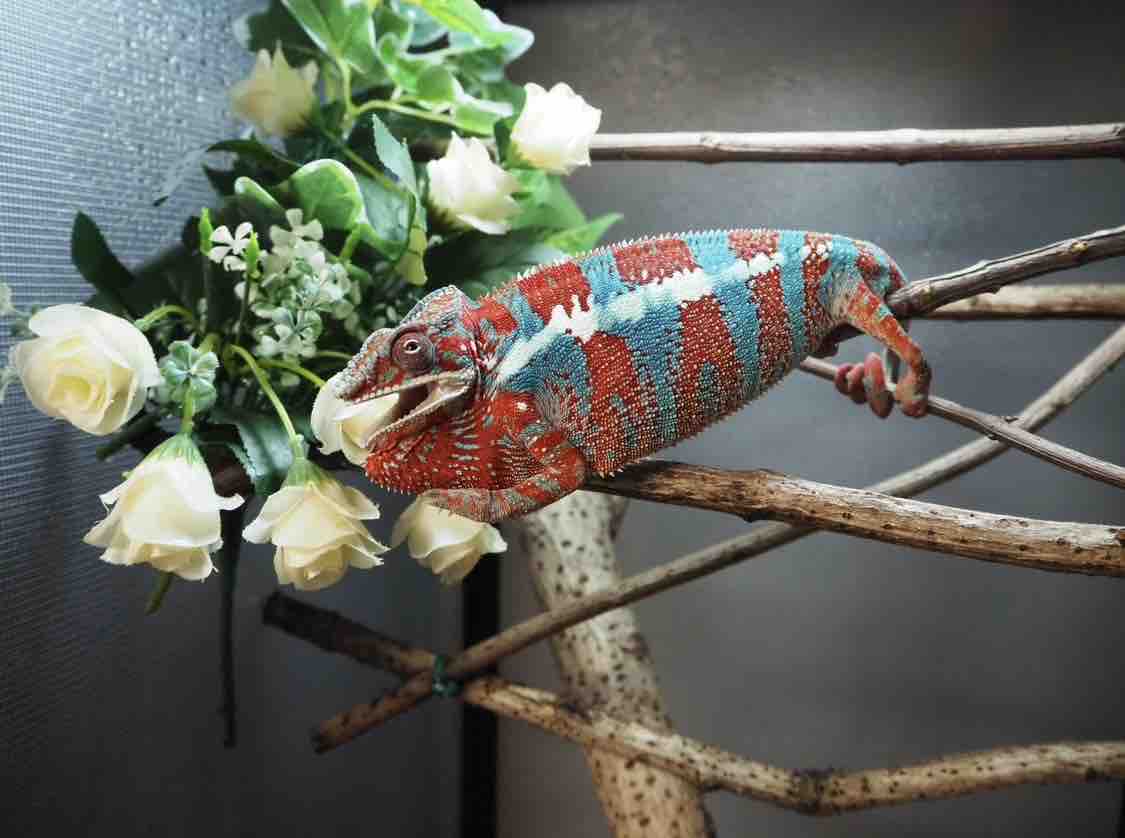 カメレオンゲージ ZOOMED 【公式通販】