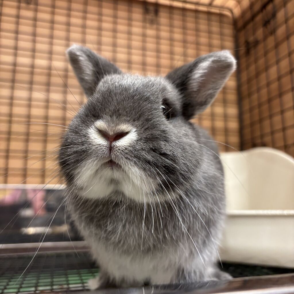 自慢のお耳です♪ : うさぎブログ うさぎのしっぽ公式ブログ「日々しっぽ」