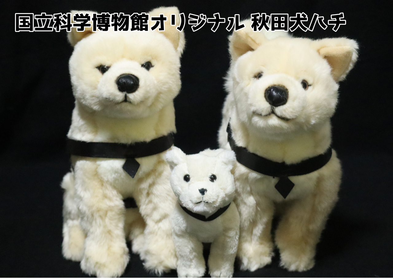 レア 国立科学博物館 秋田犬 ハチ ぬいぐるみ おすわり ハチ号