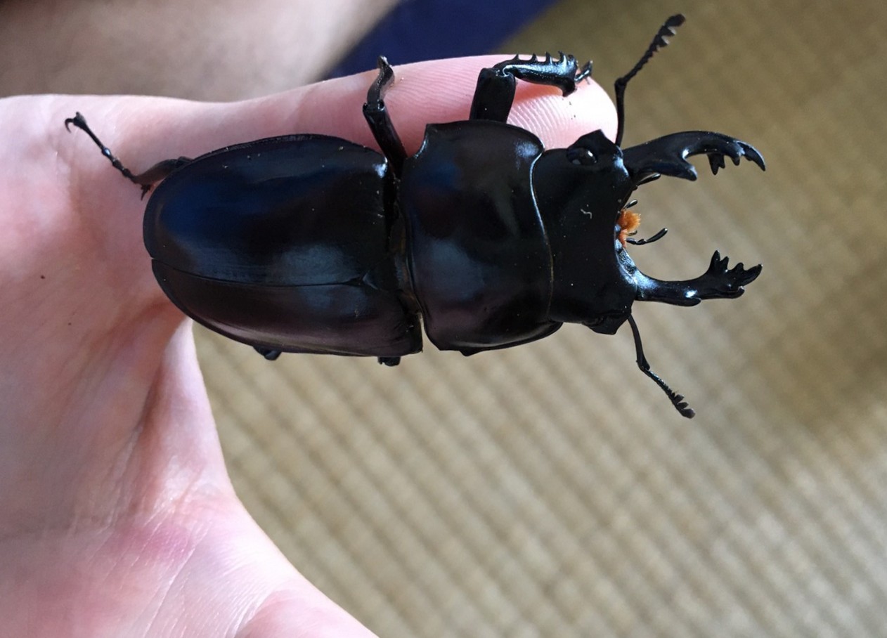 ヤエヤママルバネクワガタ規制前採集 西表島におけるマルバネクワガタ