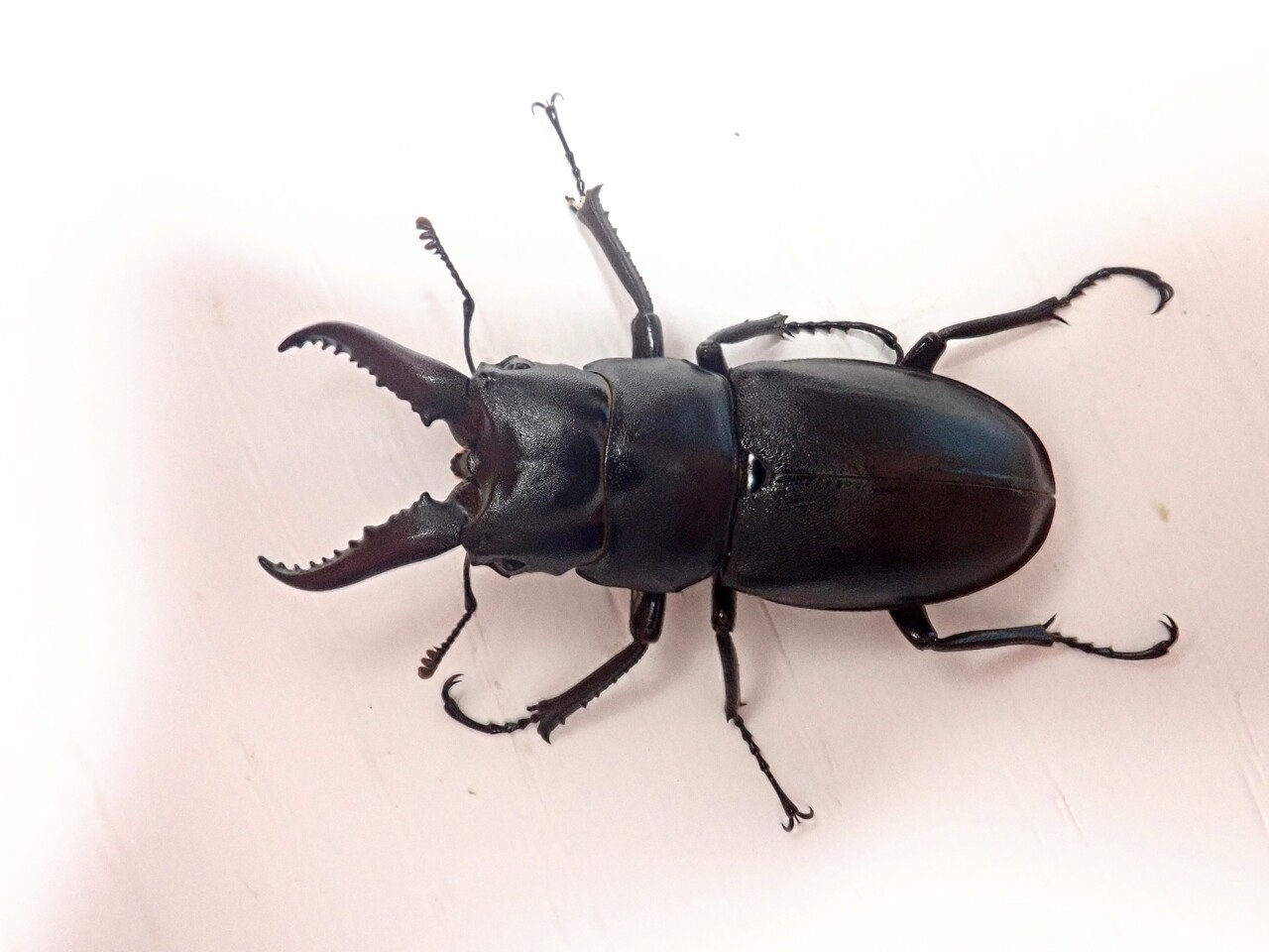 ハチジョウノコギリクワガタ ♂ 約50mm ♀ 約38mm ペア