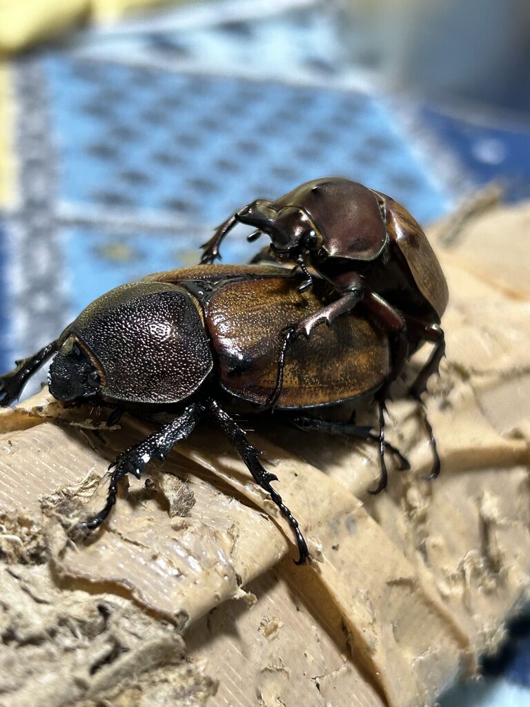 マルガリータヒナカブト飼育記 : コガネムシ上科の家