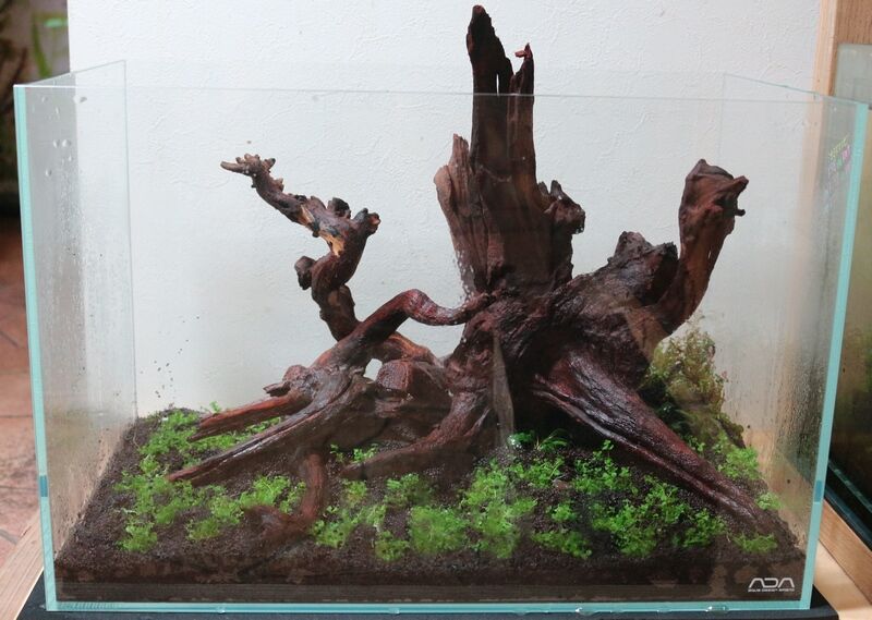 ADA ホーンウッド/ブランチウッド 流木 6本セット アクアリウム 流木