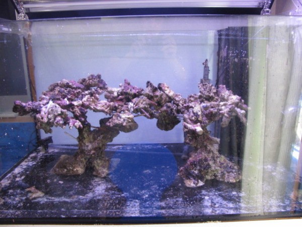 ライブロック デスロック レイアウト ミドリイシ