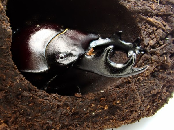 ヤエヤママルバネクワガタ 63ミリ野外品 ヤエヤママルバネクワガタ 63