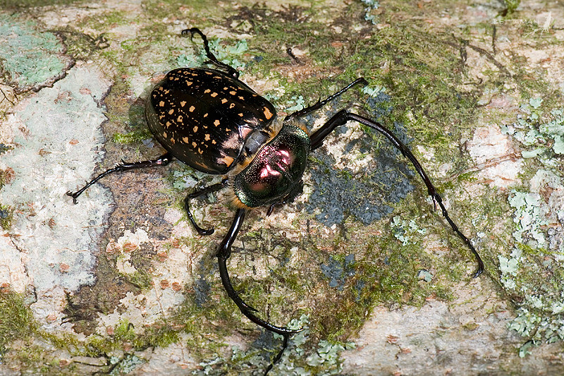 標本 Cheirotonus formosanus pair 46-55mm 標本 Cheirotonus