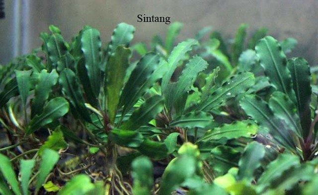 HW便】Bucephalandra sp.