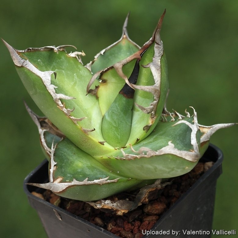 owzrt オズワートGecko Oteroi Satanic Agave wzrt オズワートGecko