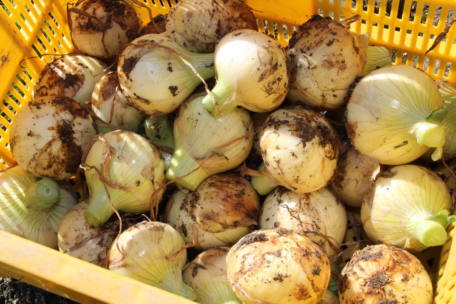 玉ねぎ生産農家 長野 隆介さん | まつやまさんちの食卓 | マルっと
