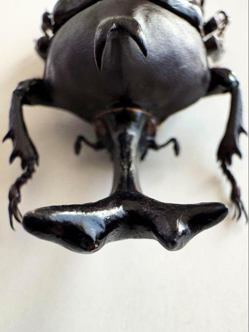 野生極美特大超巨大頭角19.7mm体長80mmぐらい黒ブラックカブトムシ昆虫