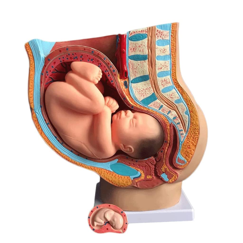 Amazon.co.jp: 手描きの人体モデル 妊娠中の人間の女性の骨盤 9ヶ月の