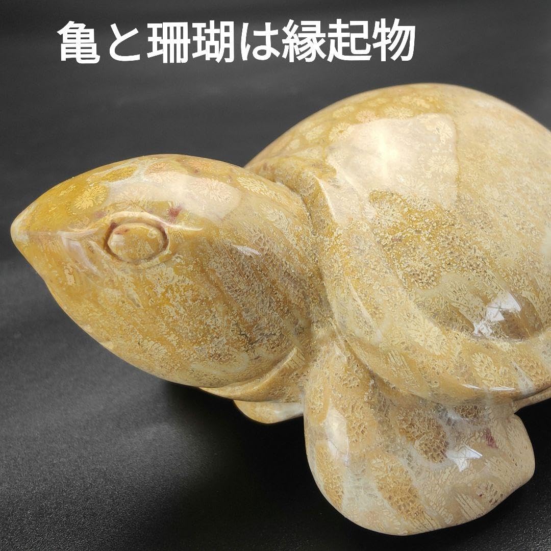 1 サンゴの化石亀(大)天然石 菊目石珊瑚コラール縁起物魔除け