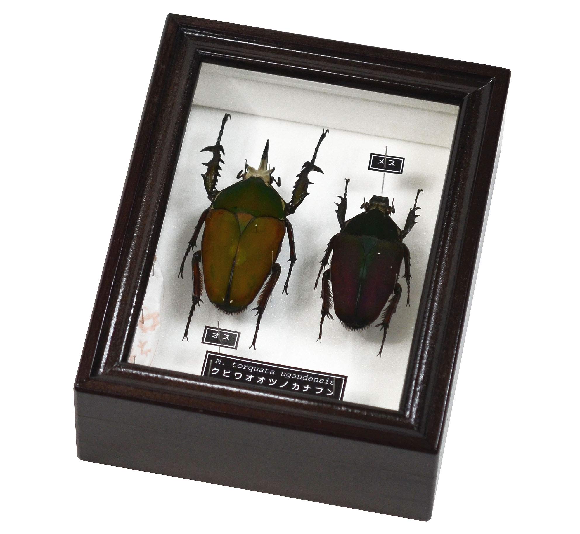 値下げしました。カメルーン産クビワオオツノカナブン ペア 83mm 57mm