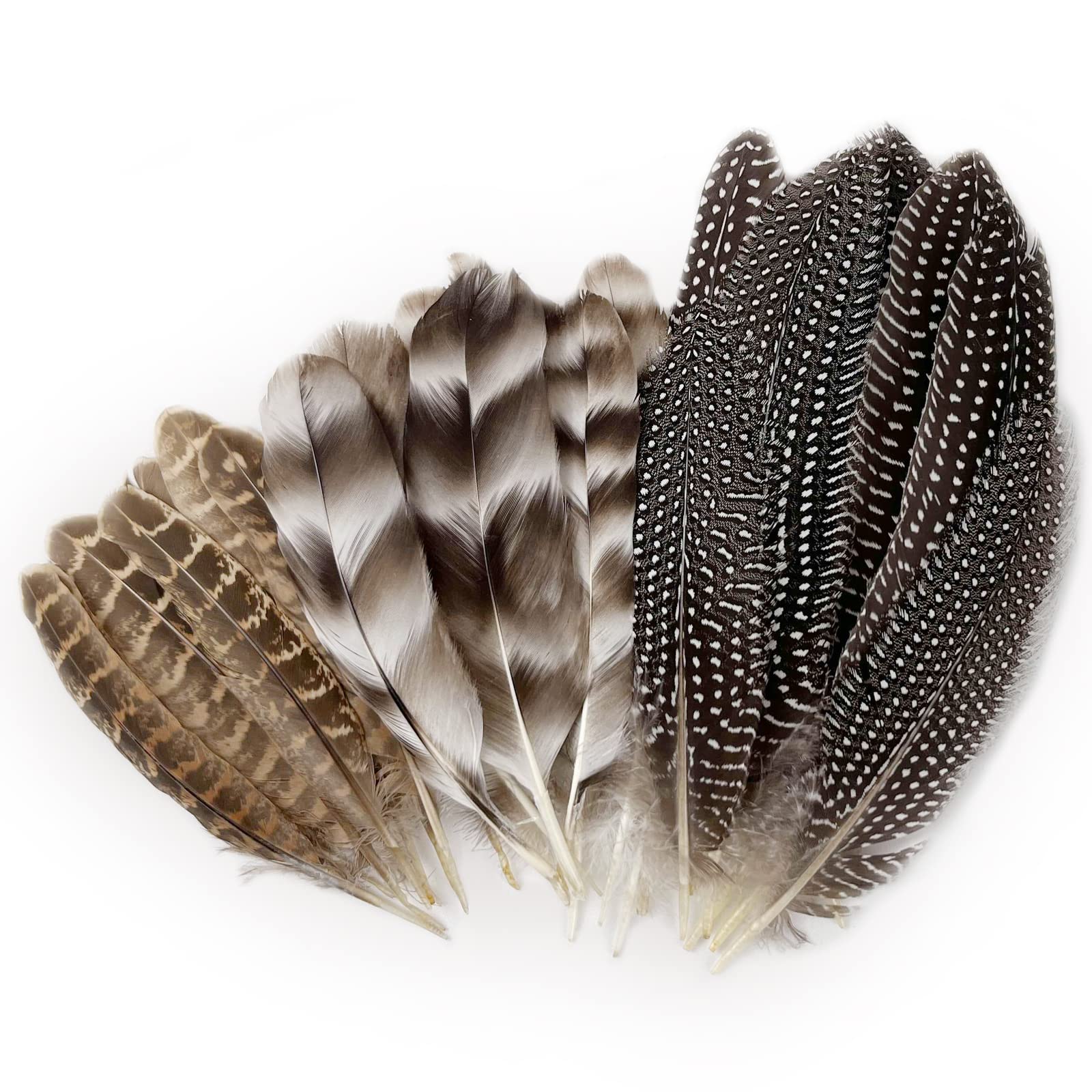 Amazon.co.jp: 天然キジの羽 30枚 DIYクラフト用 15~22cm アソート