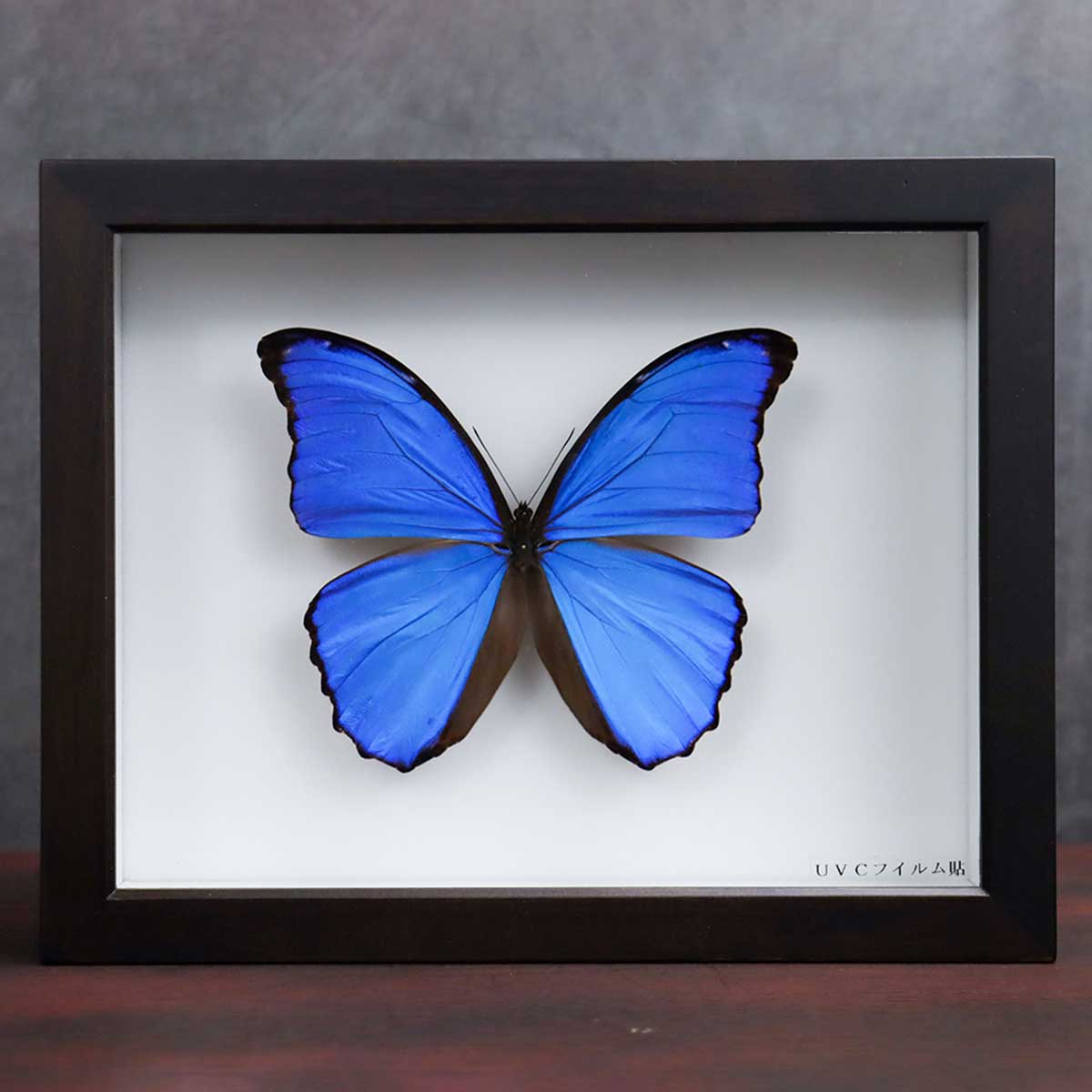 蝶標本】北海道 7種類 蝶標本】北海道 7種類